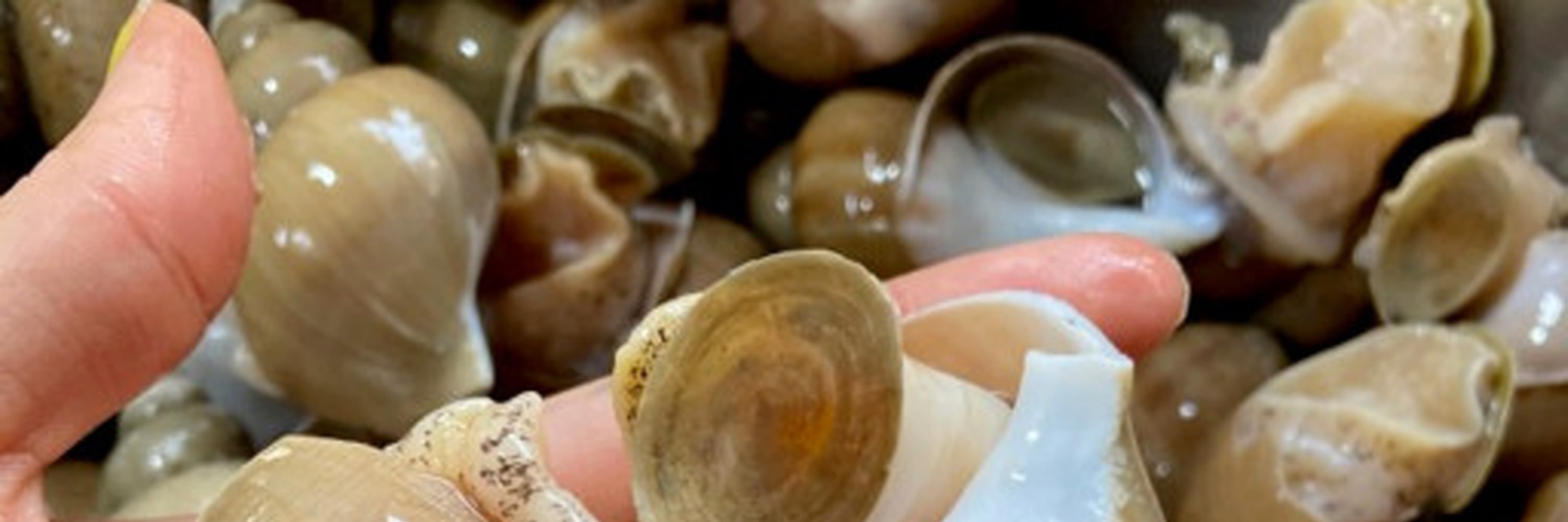 Marinated Sea Snail by Soy sauce
