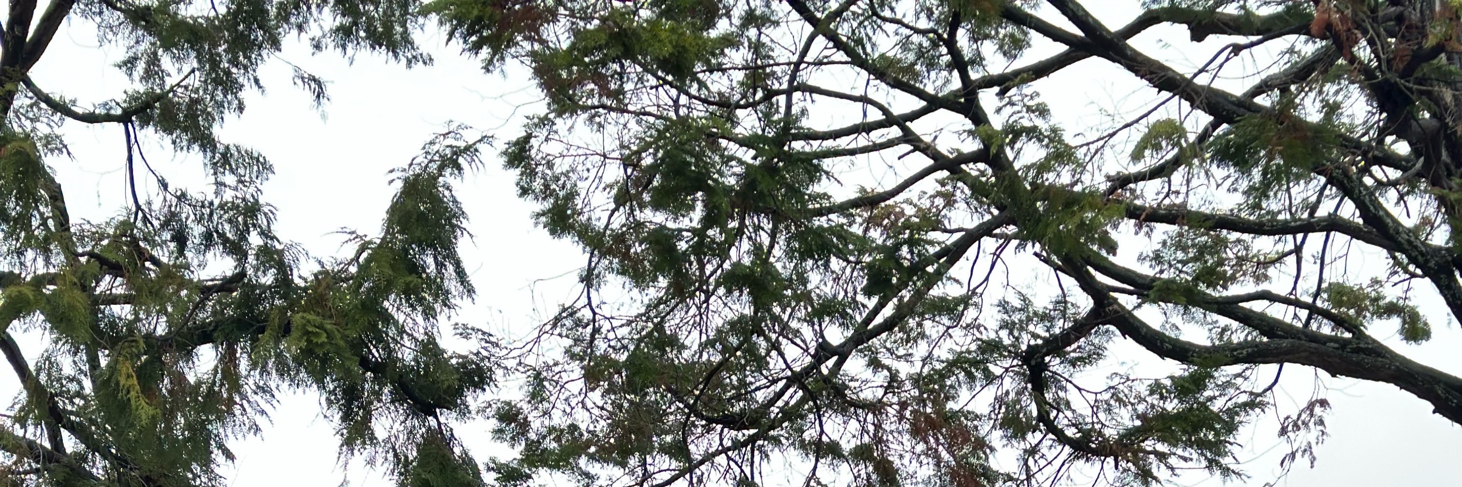 廣島早晨徒步之旅 & 露天茶道