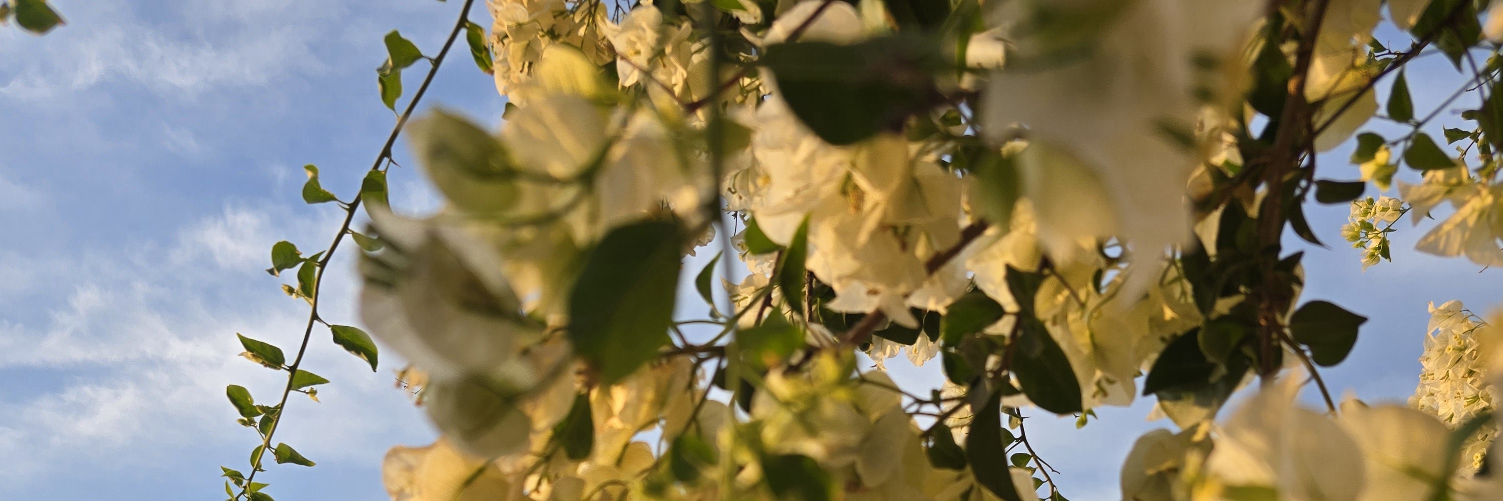 聖托里尼4小時精華遊