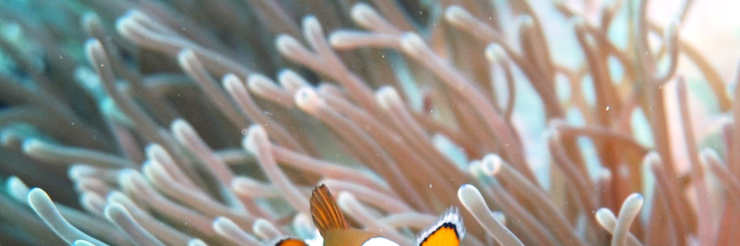 皮皮島 PADI 潛水課程