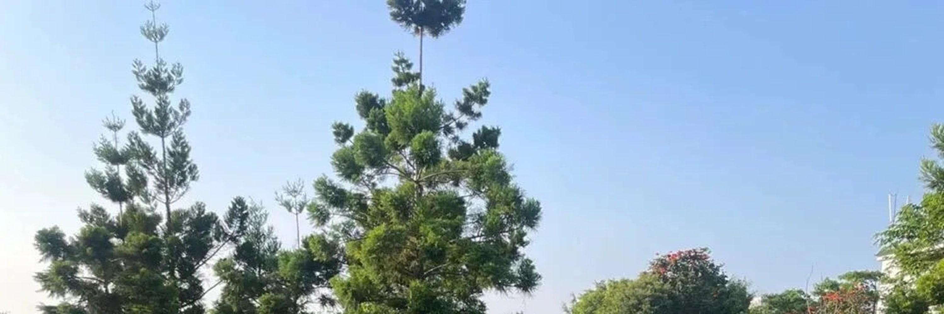 福建廈門植物園&南普陀&廈門大學1日遊（探秘廈門植物園+南普陀寺+邂逅廈門大學+感受華僑領袖陳嘉庚精神+體驗佛教文化+廈門往返）