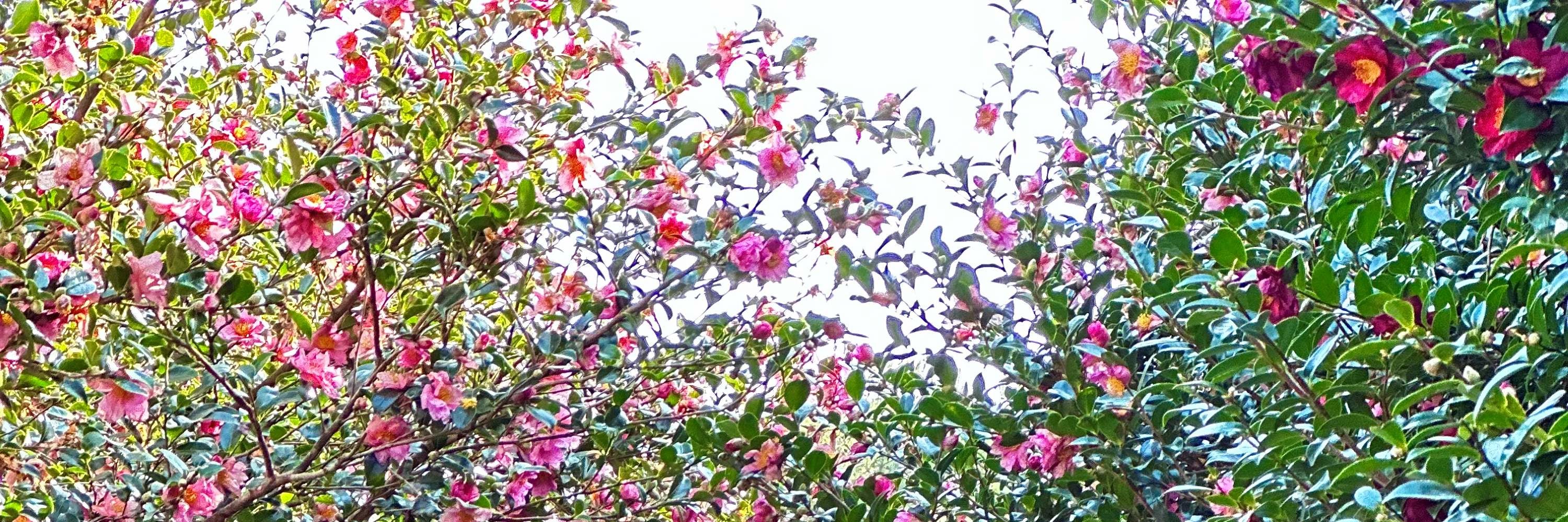 在山茶花之丘 (Camellia Hill) 的山茶花森林中欣賞雪景，讓您充滿敬畏與驚奇。