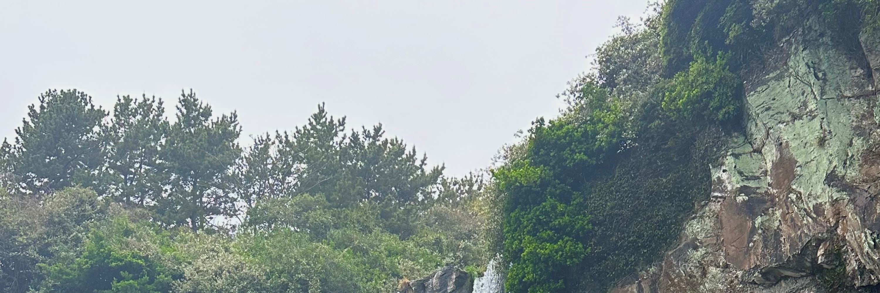 濟州賞櫻及草莓採摘小團一日遊