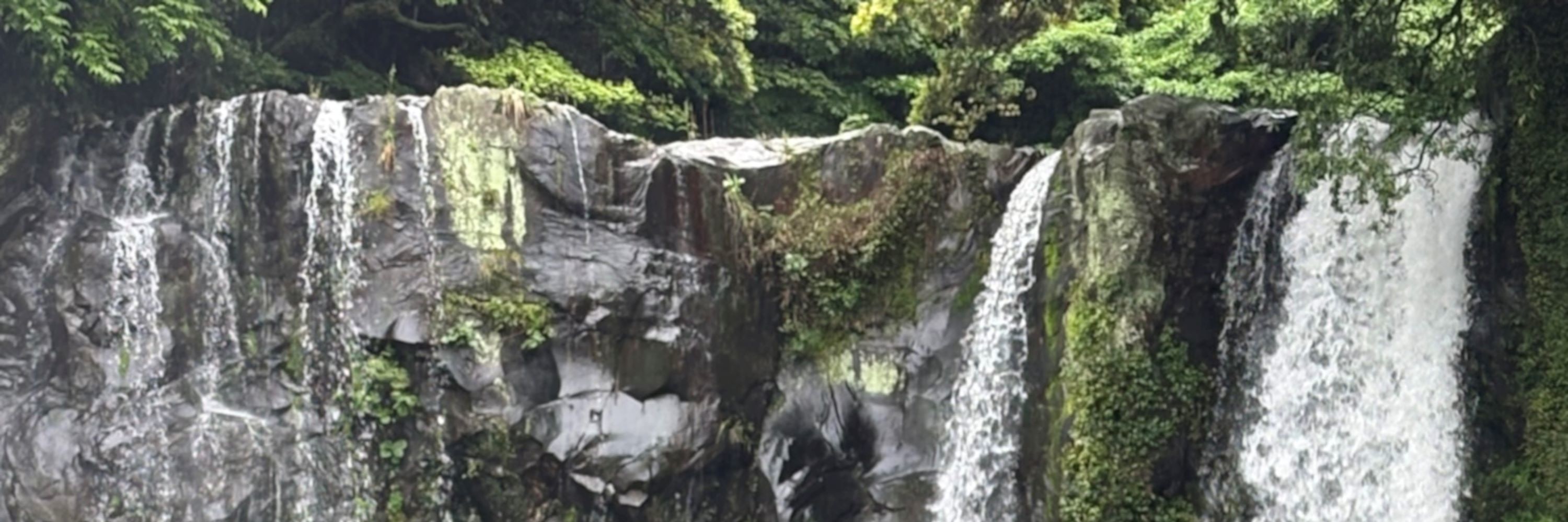 濟州賞櫻及草莓採摘小團一日遊