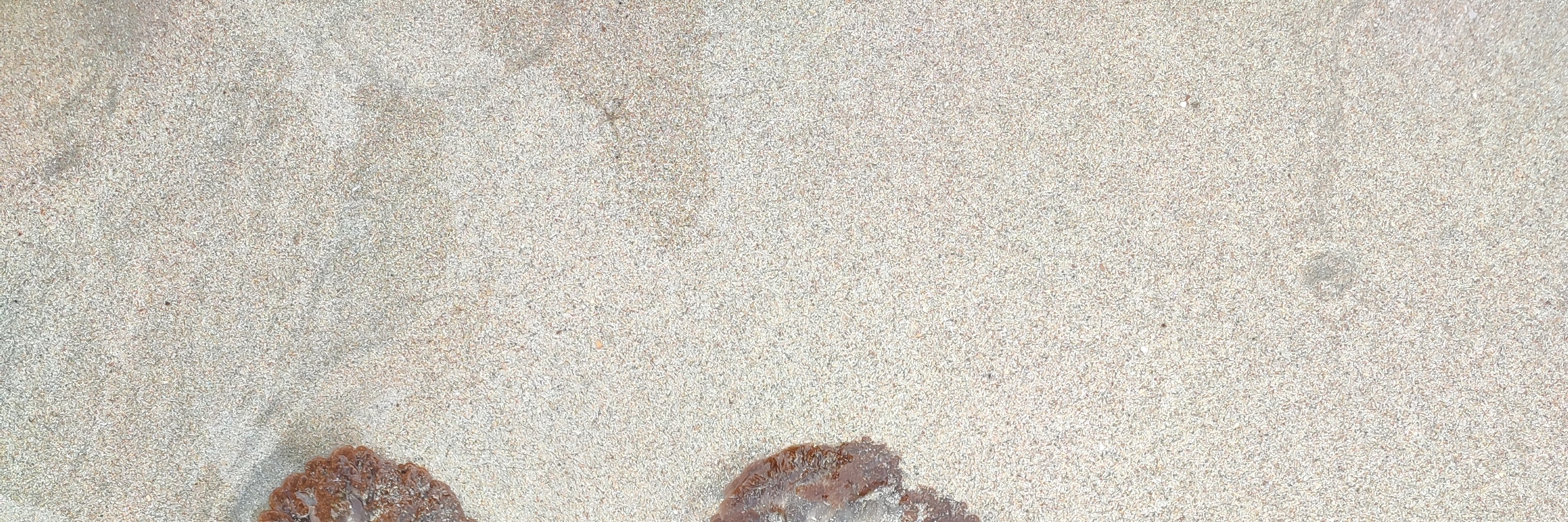 迪沙魯海灘＆潮池徒步導覽
