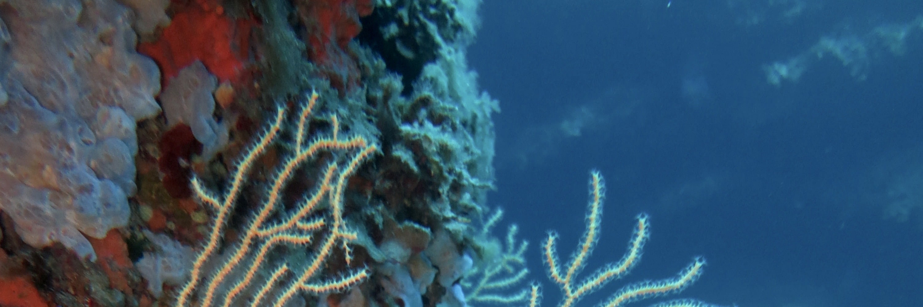 Full-Day Dive Trip