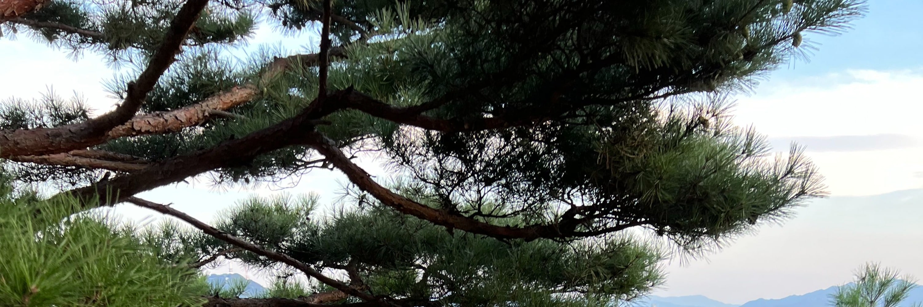 首爾夜景 & 當地市場街頭小吃品嚐體驗