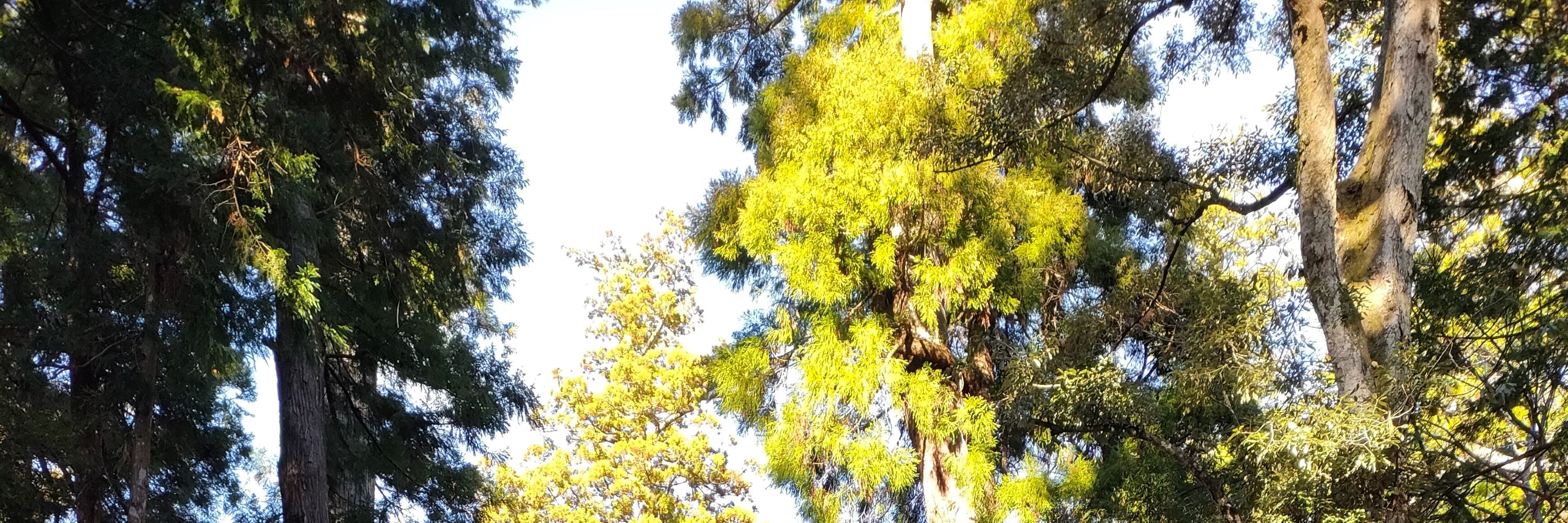 伊勢神宮半日私人導覽