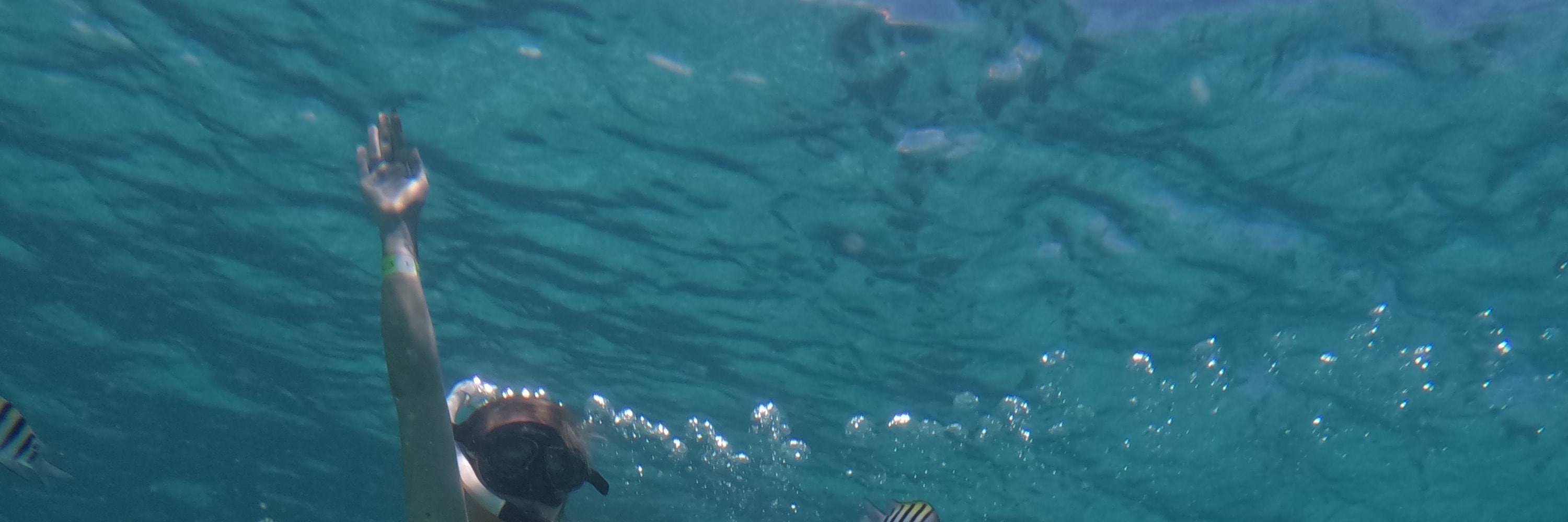 5合1浮潛之旅（探索海龜 / 珊瑚礁 / 水下雕塑博物館 / 沉船）
