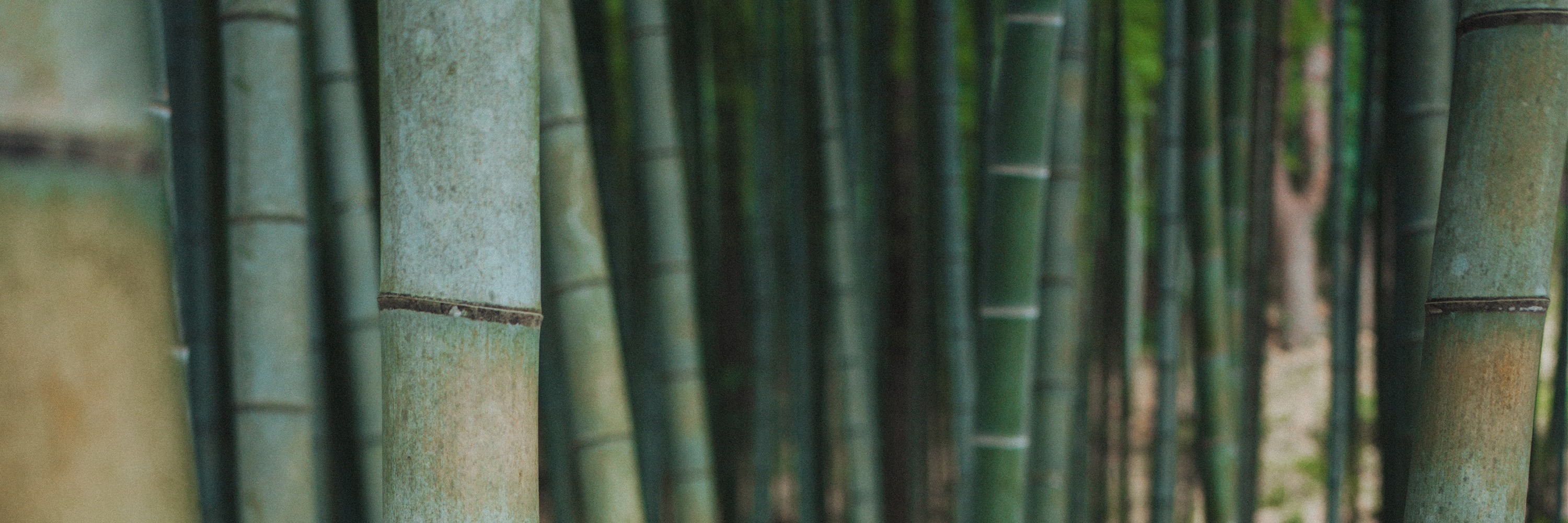 在九峰山竹林玩竹子