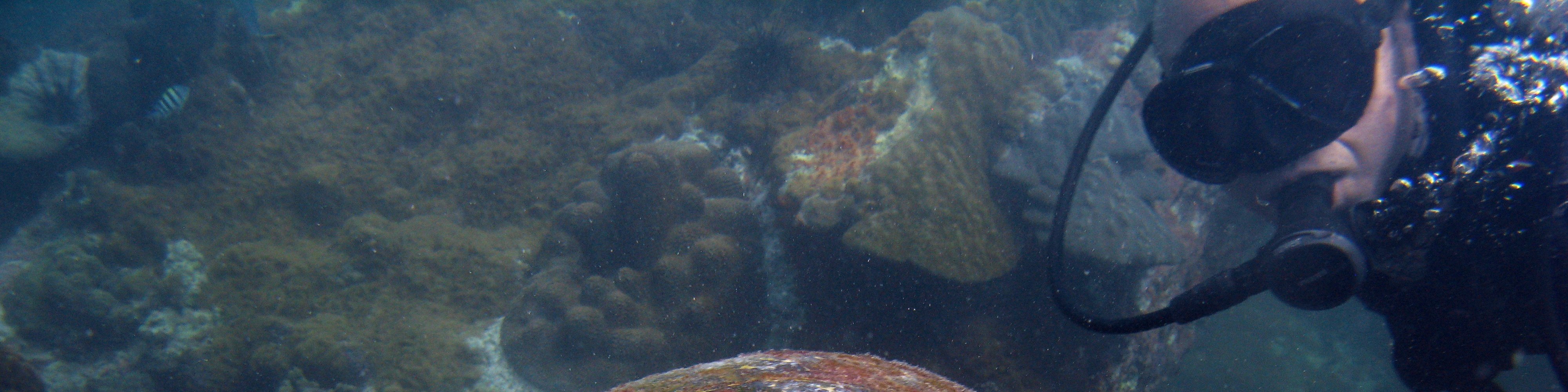 芭堤雅浮潛體驗（PADI五星級潛水中心）