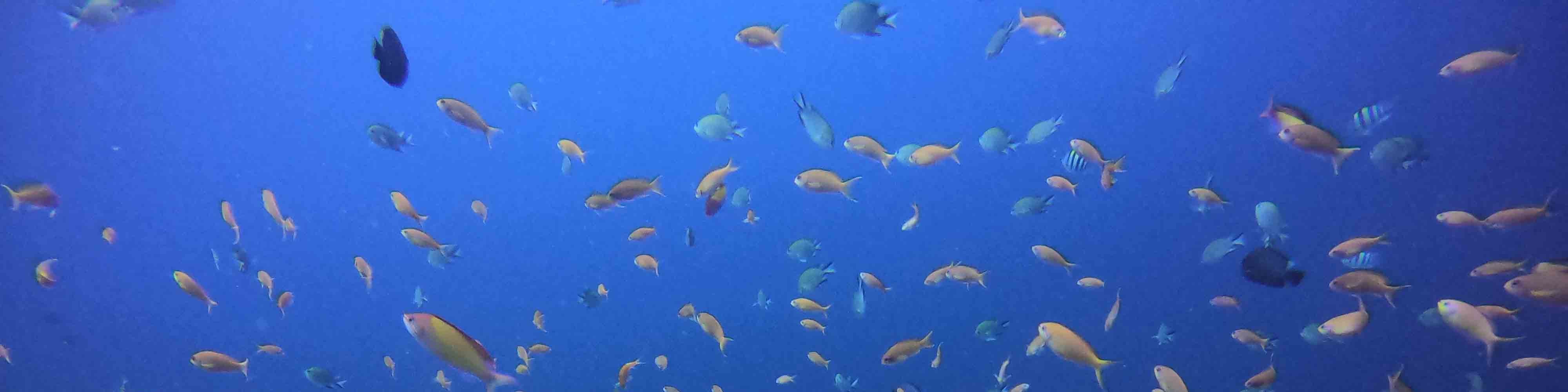 沙努爾的水上門戶：PADI 5* 潛水中心的開放水域潛水員