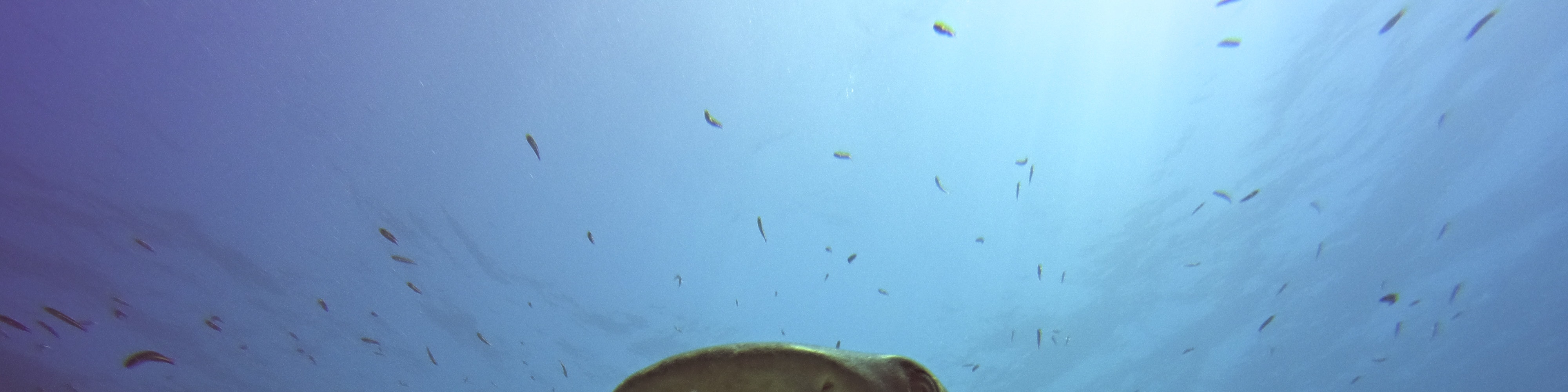 Full-Day Snorkelling Trip