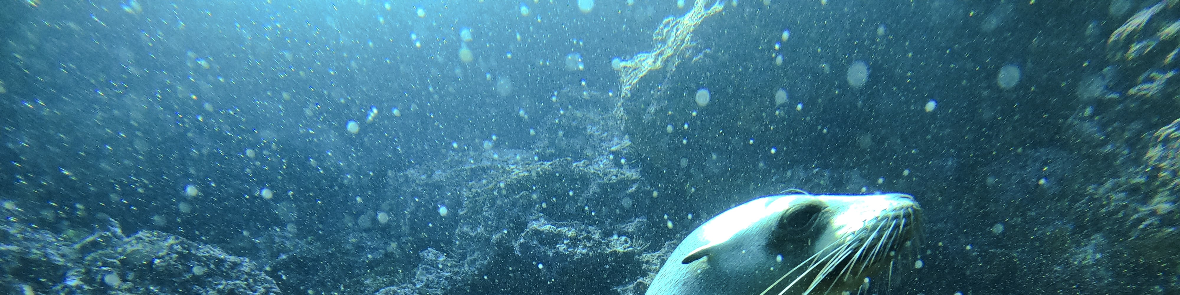 Full-Day Snorkelling Trip