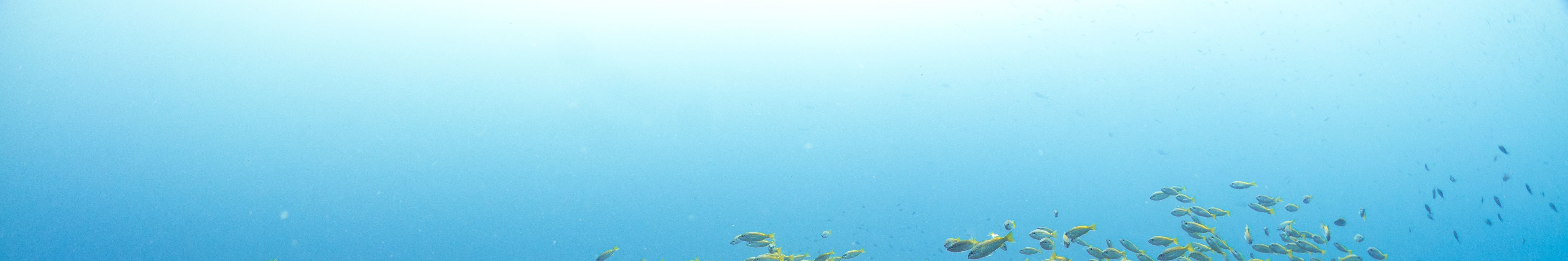 馬布島 PADI 五星潛水中心開放水域潛水員線上課程