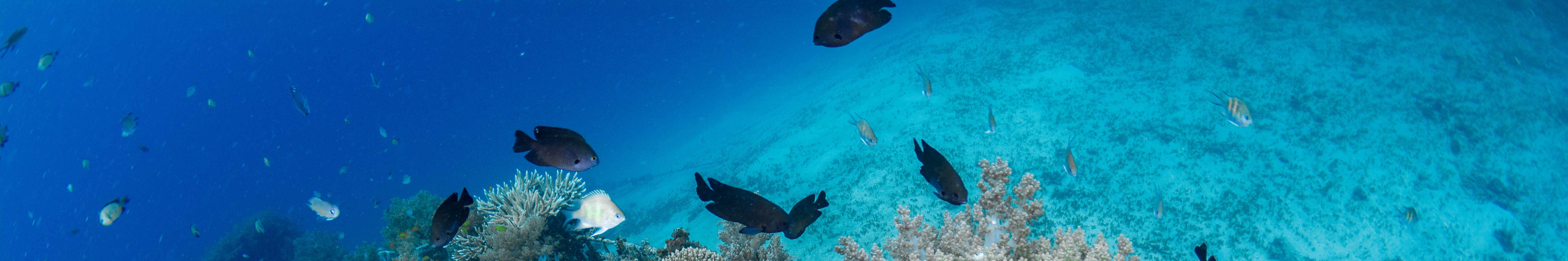 峇里島 PADI 潛水中心進階開放水域潛水員課程