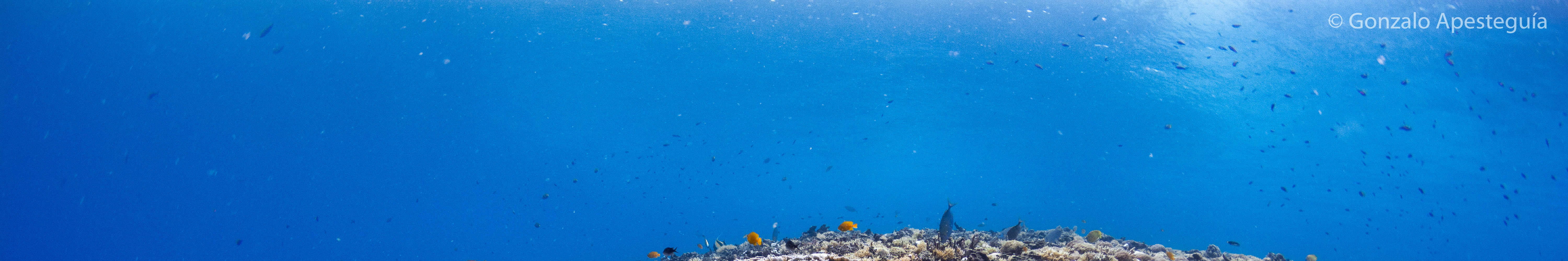 佩母德蘭 PADI 潛水中心體驗潛水