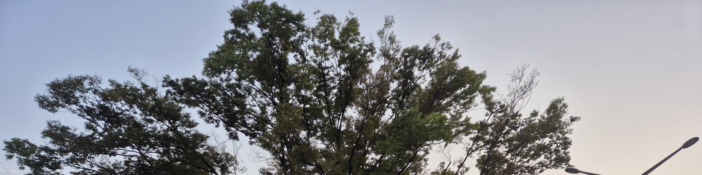 big tree in Cheonggyesan Mt, Entrance