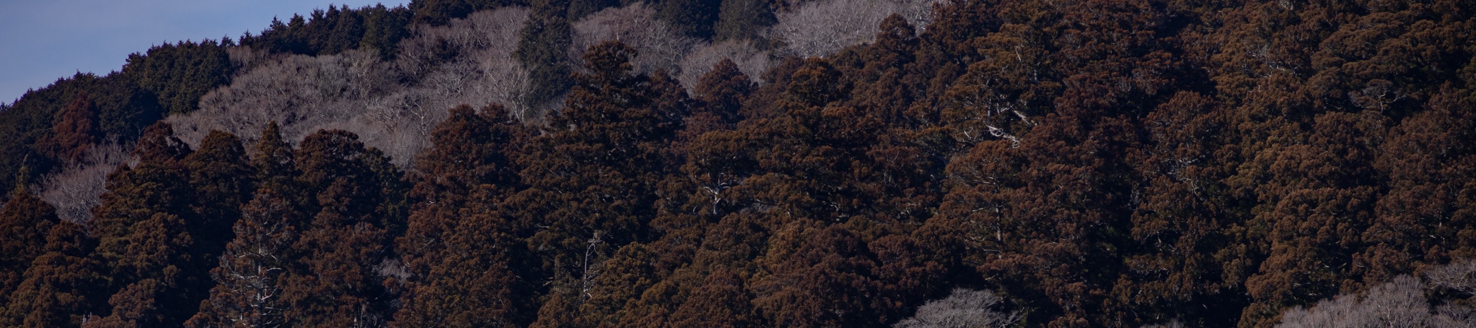 富士山＆箱根一日遊：蘆之湖＆駒岳空中纜車（東京出發）