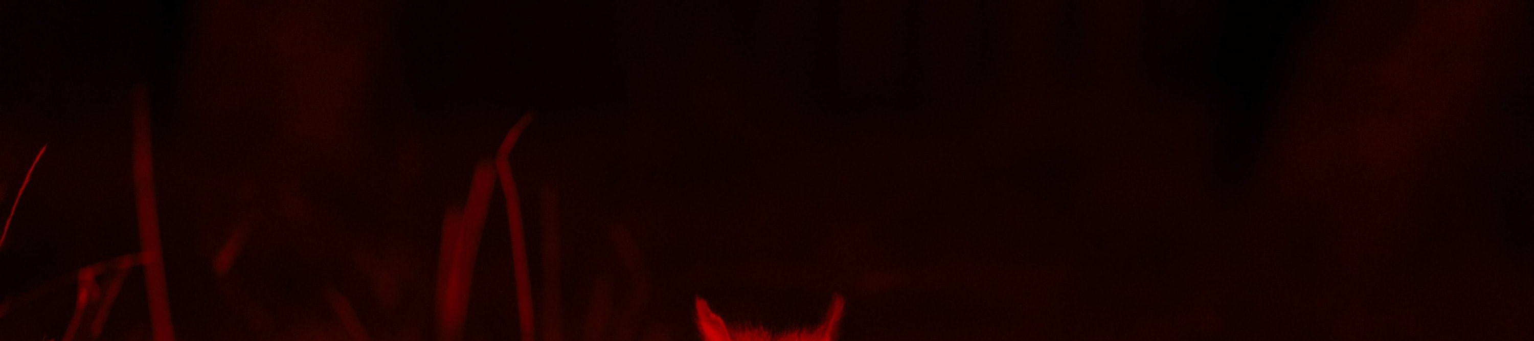龍柏無尾熊動物園夜間導覽