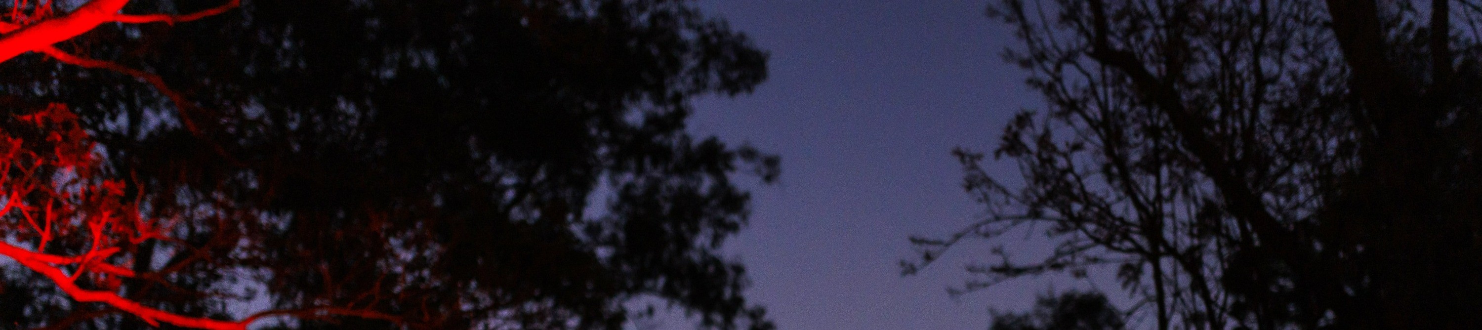 龍柏無尾熊動物園夜間導覽
