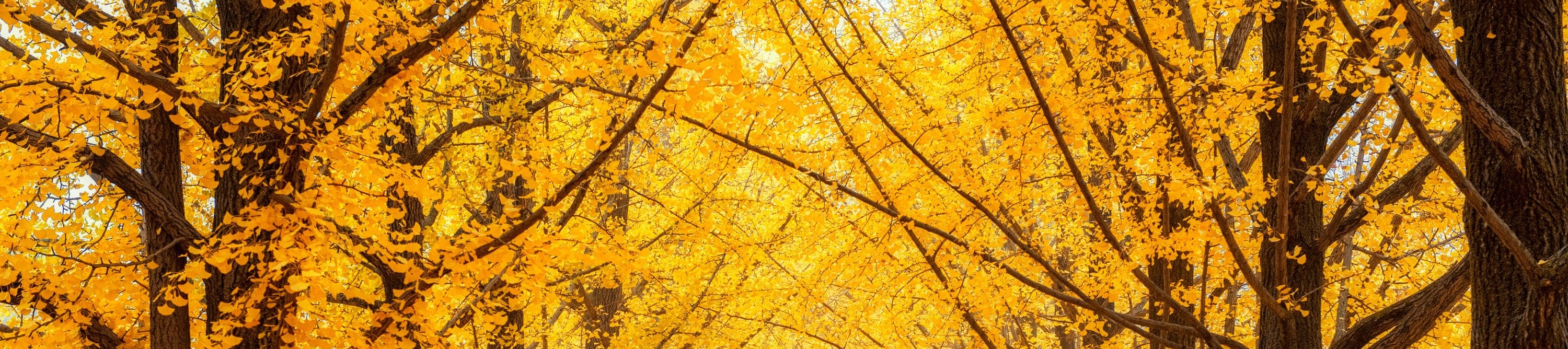Escape to Nami Island – nature’s fairytale in Korea.
