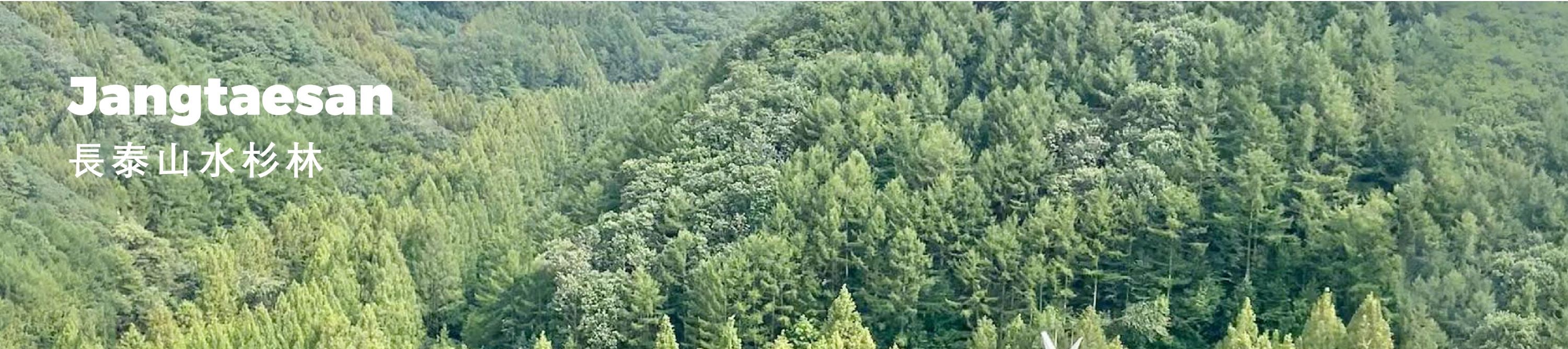 長泰山可以欣賞到周圍群山和森林的壯麗全景。🌳