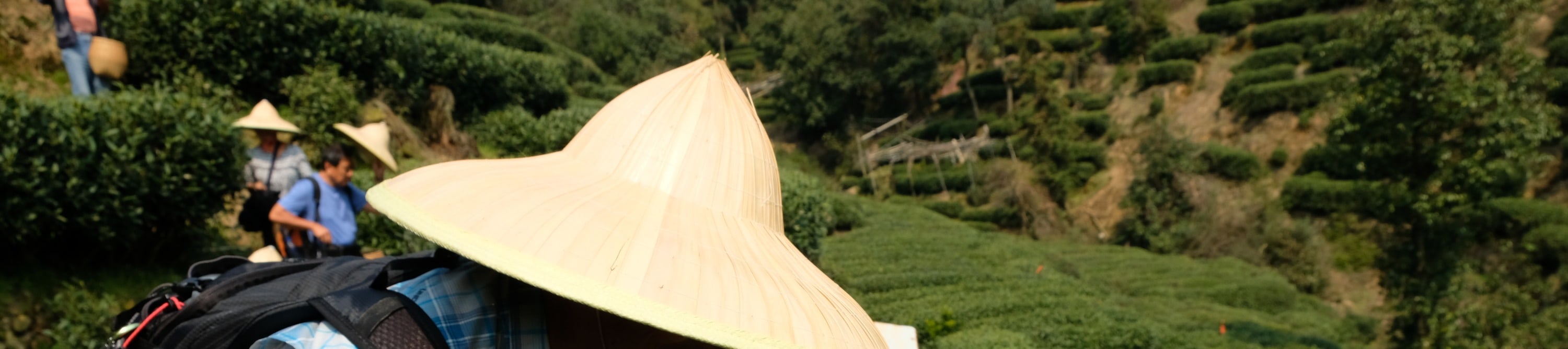 One-Day Hangzhou Dragon Well Tea Culture & West Lake Private Tour
