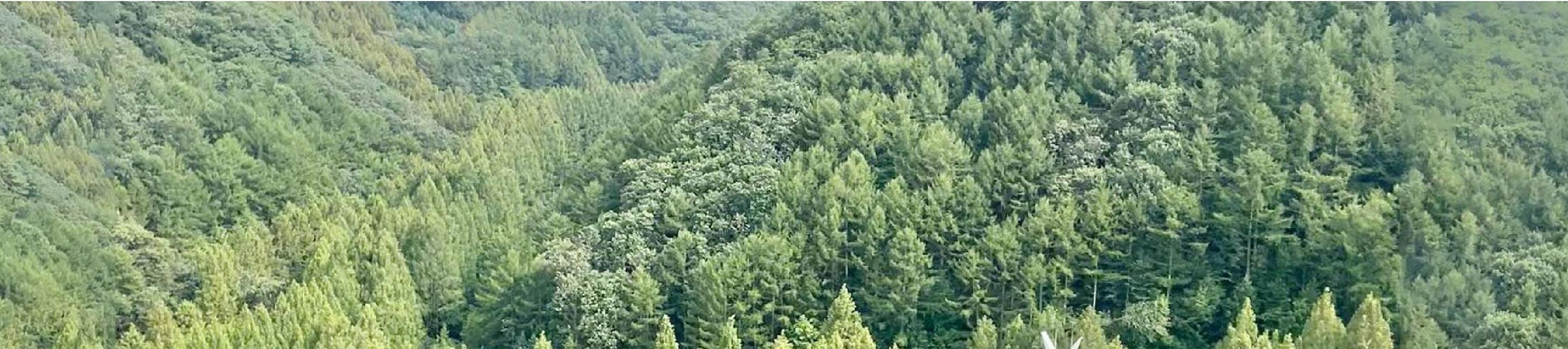 長泰山可欣賞到周圍群山和森林的壯麗全景。🌳