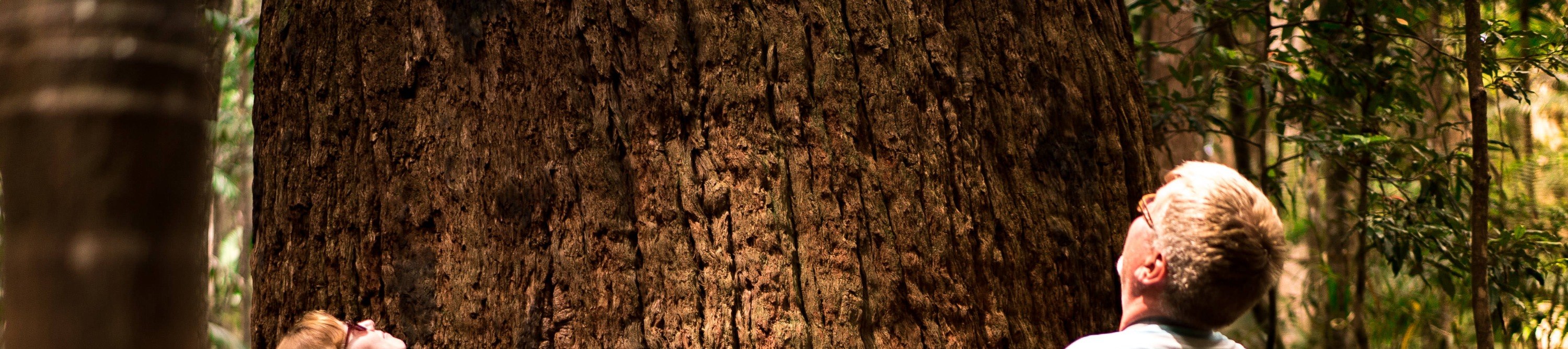 Giant rainforest trees on K'gari (Fraser Island)