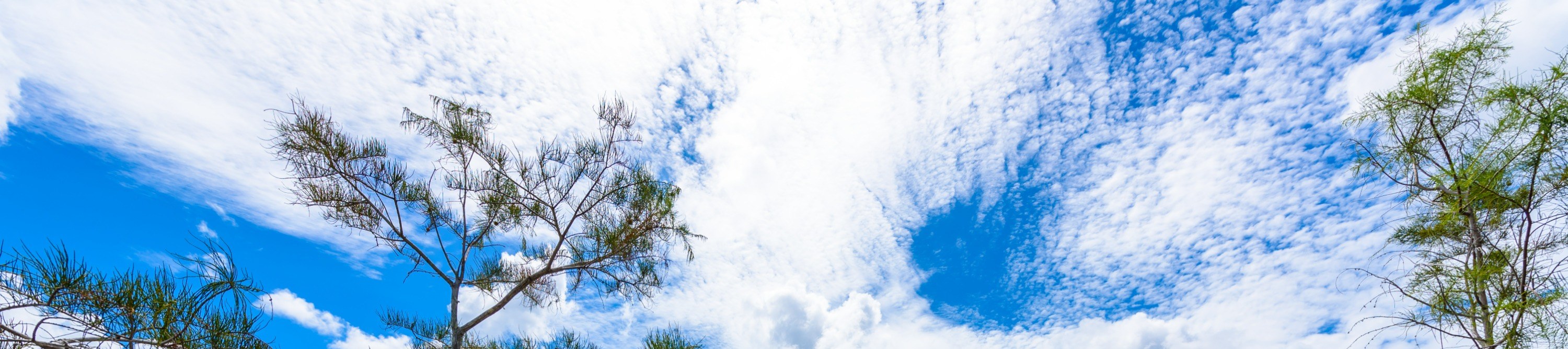 Climb the Pay-Hay Overlook Tower Trail for panoramic vistas of the vast Everglades
