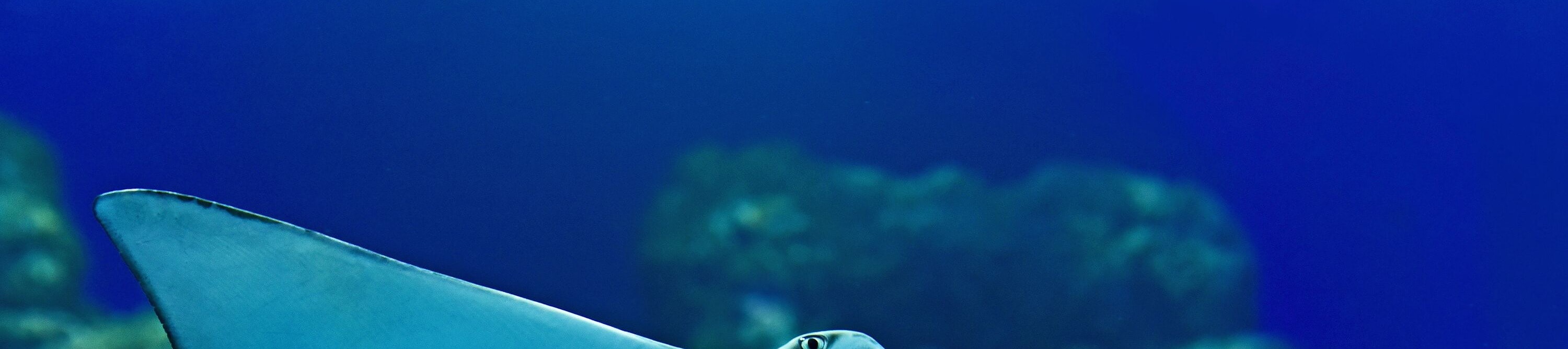 凱恩斯水族館海洋生物邂逅之旅