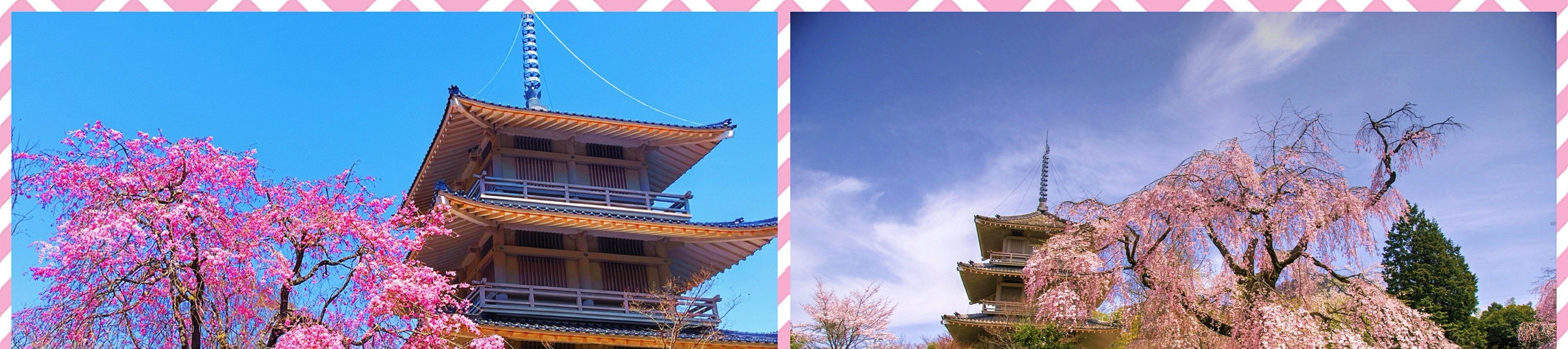 櫻花時節，將會前往净專寺。預計開始時間在3月下旬至4月初，根據天氣和花期，會有部分調整，敬請理解。
櫻花多為染井吉野櫻，花期時整片天空染上淡淡粉色，微風吹過時花瓣飄落，與寺院的木造建築、石階與鐘樓相互映襯，營造出安靜而溫柔的氛圍。相比大型觀光賞櫻公園，淨專寺更適合想要避開人潮、慢慢散步、細細欣賞櫻花之美的旅人，是感受「日本春天日常風景」的絕佳地點。