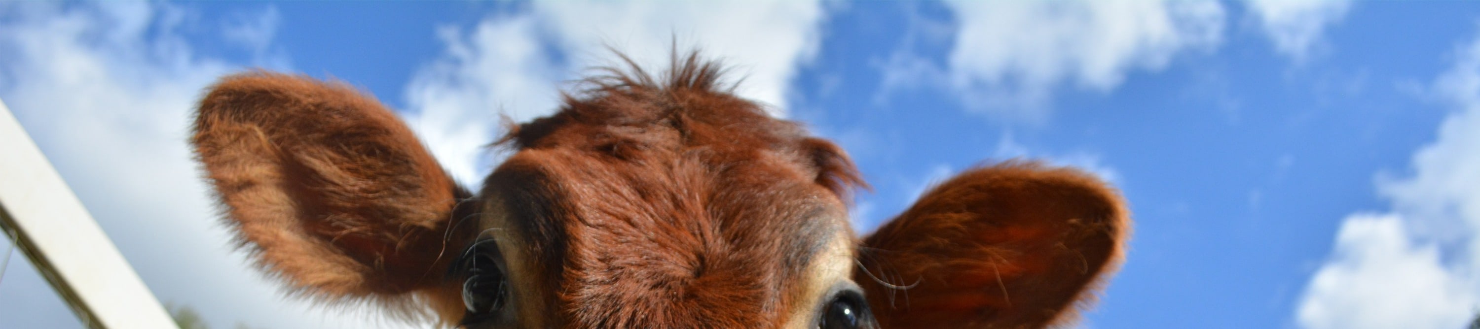 Visit the farmyard and get hands-on with friendly cows, a charming countryside experience