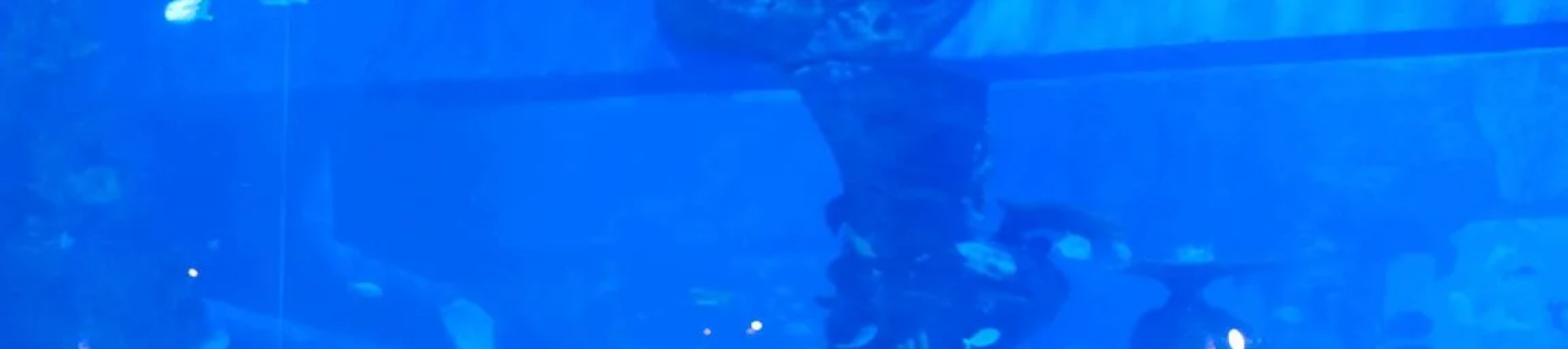 在雅加達水族館野生動物園的特別體驗中，親身瞭解令人難以置信的動物