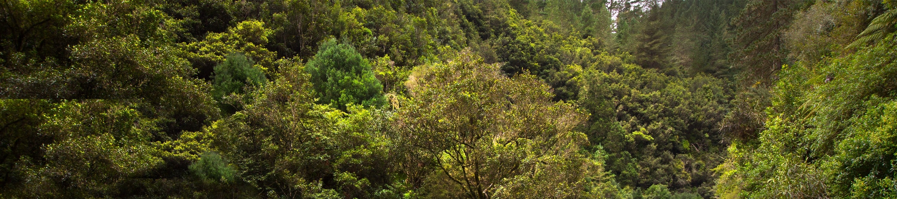 紐西蘭朗伊蒂基河（Rangitaiki）漂流體驗