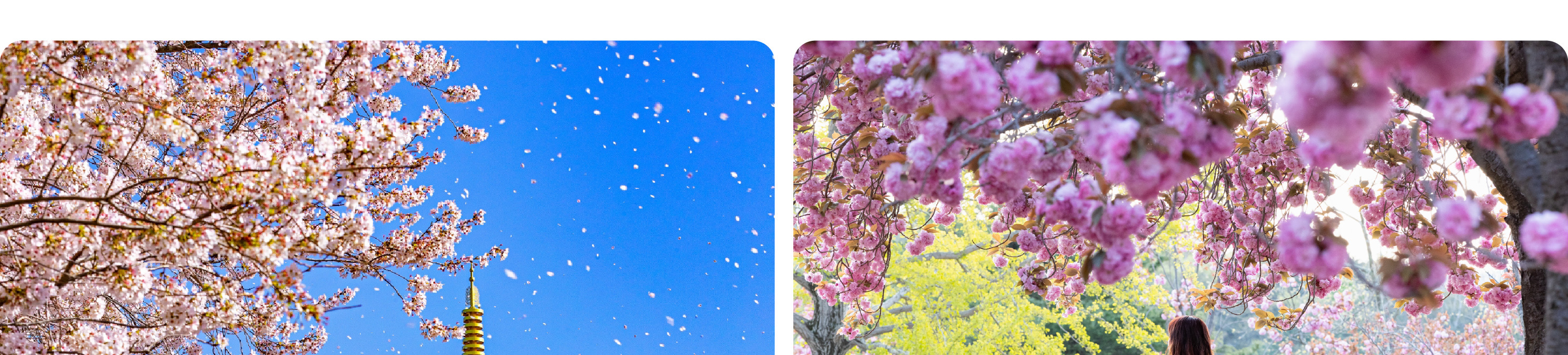 海雲臺天空膠囊列車&追逐櫻花一日遊（釜山出發）