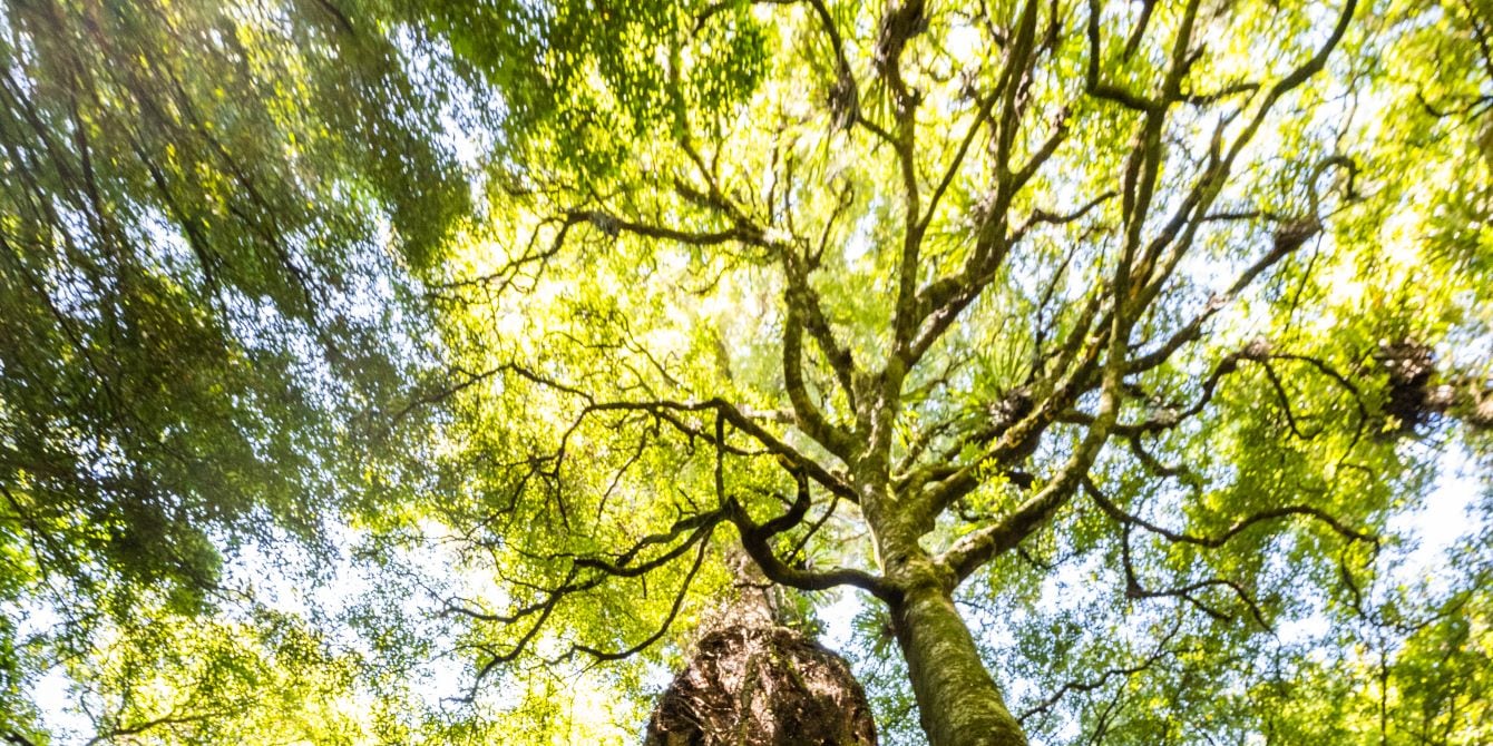 Sanctuary Mountain Maungatautari Guided Walk