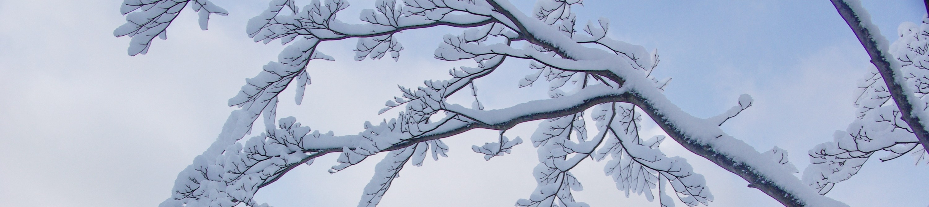 皚皚白雪覆蓋的枝枒，勾勒出寧靜祥和的冬日美景。