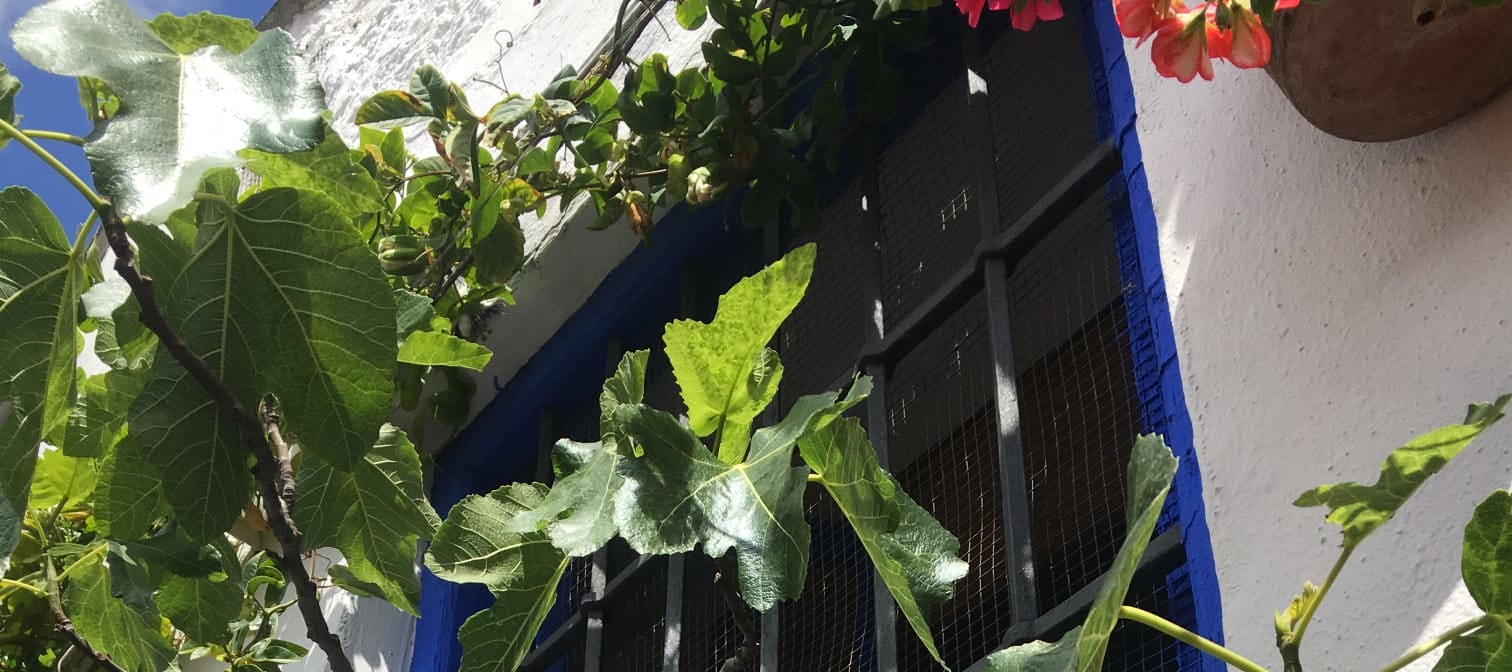 哥多華 (Cordoba) 庭院