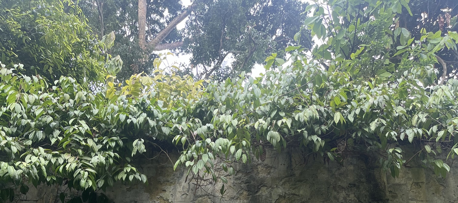Fort Canning: Where History Meets Nature - Thumbnail 14