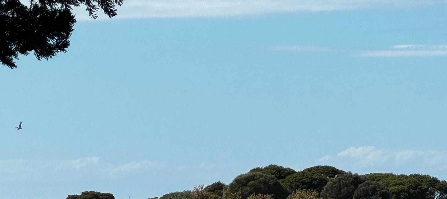 從墨爾本出發的菲利普島企鵝遊行之旅
