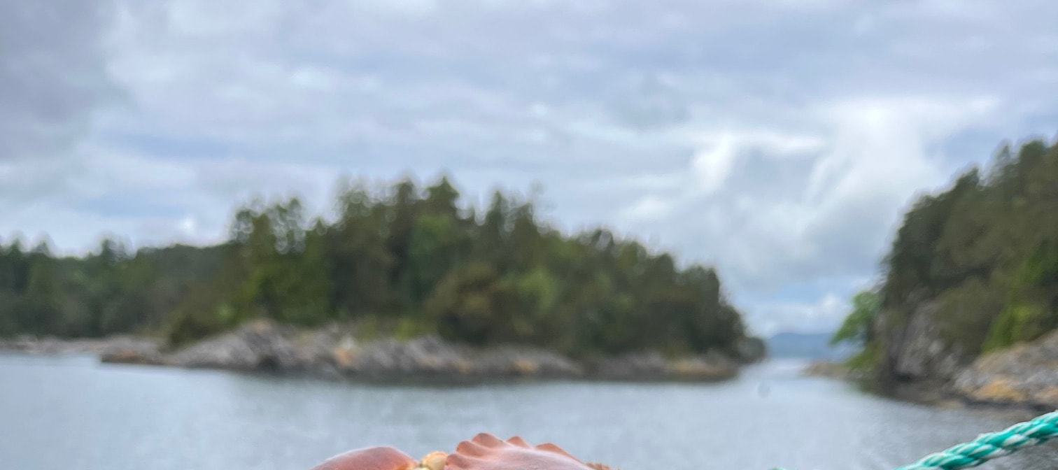 從卑爾根出發的峽灣海上探險之旅，包含釣魚和捕撈螃蟹