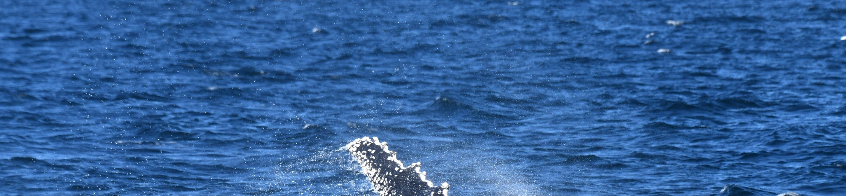 凱阿瑪噴水孔、海崖大橋、海灘、袋熊與野生動物