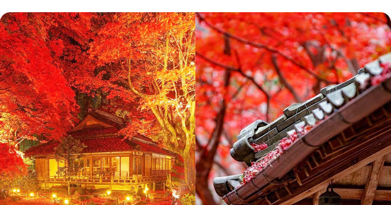 夜間點燈時，石庭與楓葉在燈火映照中宛如幻境，展現獨特的夢幻之美。
