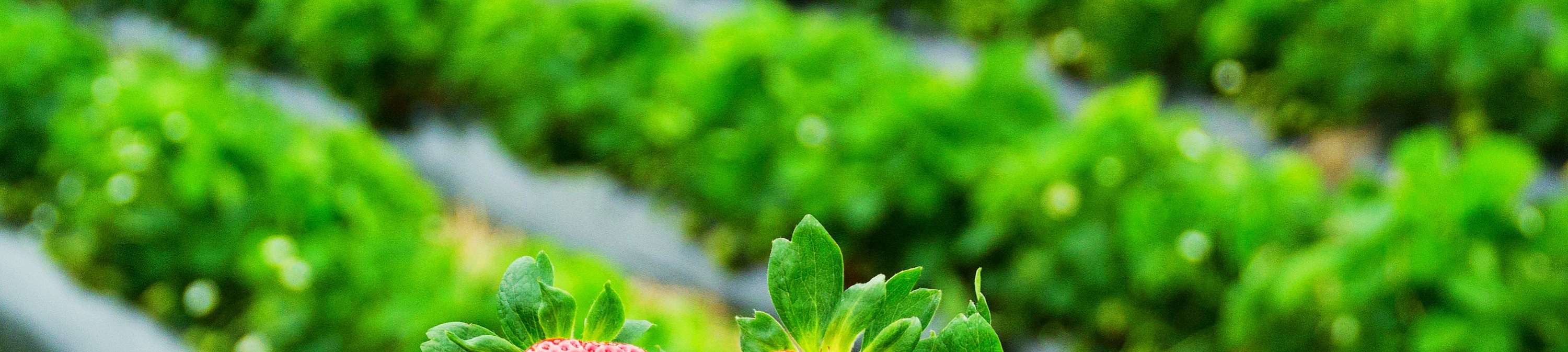 以花園的夜景為背景，創造特別的回憶。