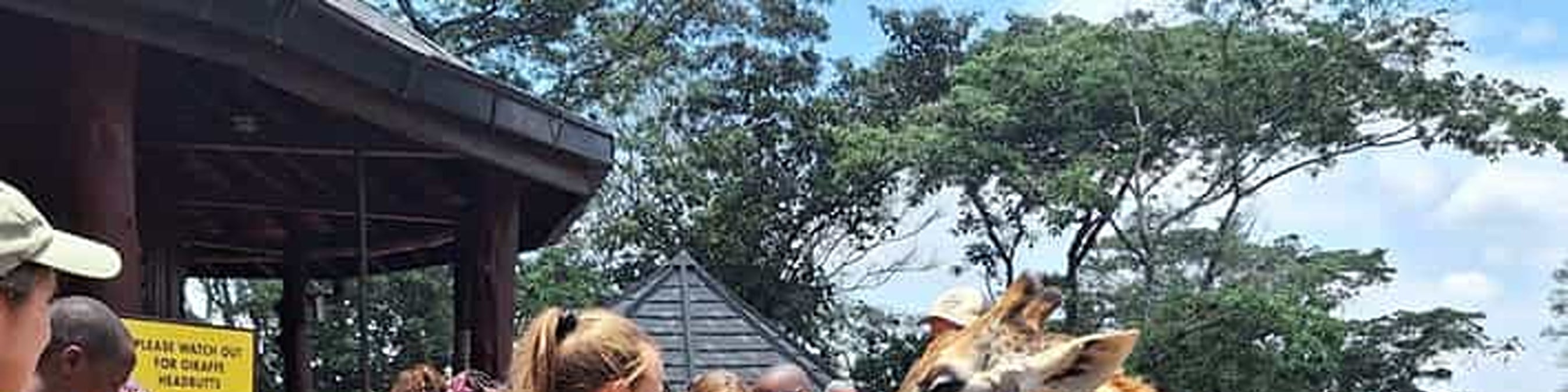 Mombasa: Giraffes Feeding Experience At Haller Park. 