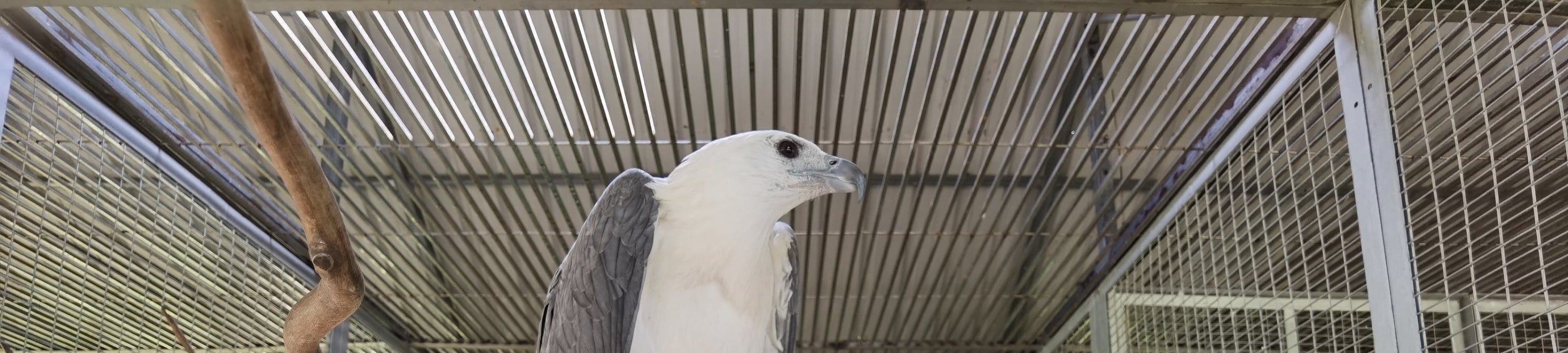 民丹島紅樹林 / 拉戈伊野生動物園 / 沙丘 & 藍湖 / 浮潛一日遊