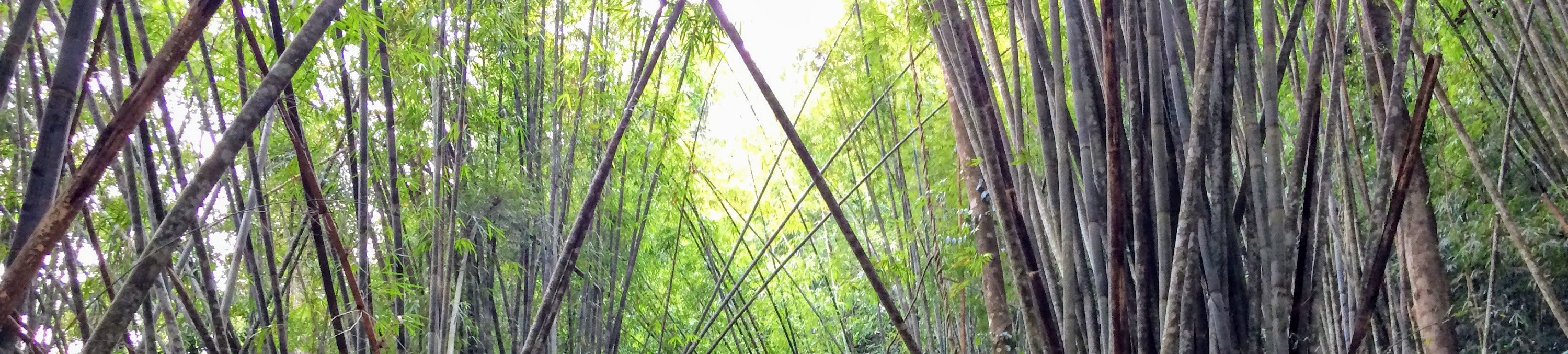 考索國家公園叢林探險2日遊（喀比出發）