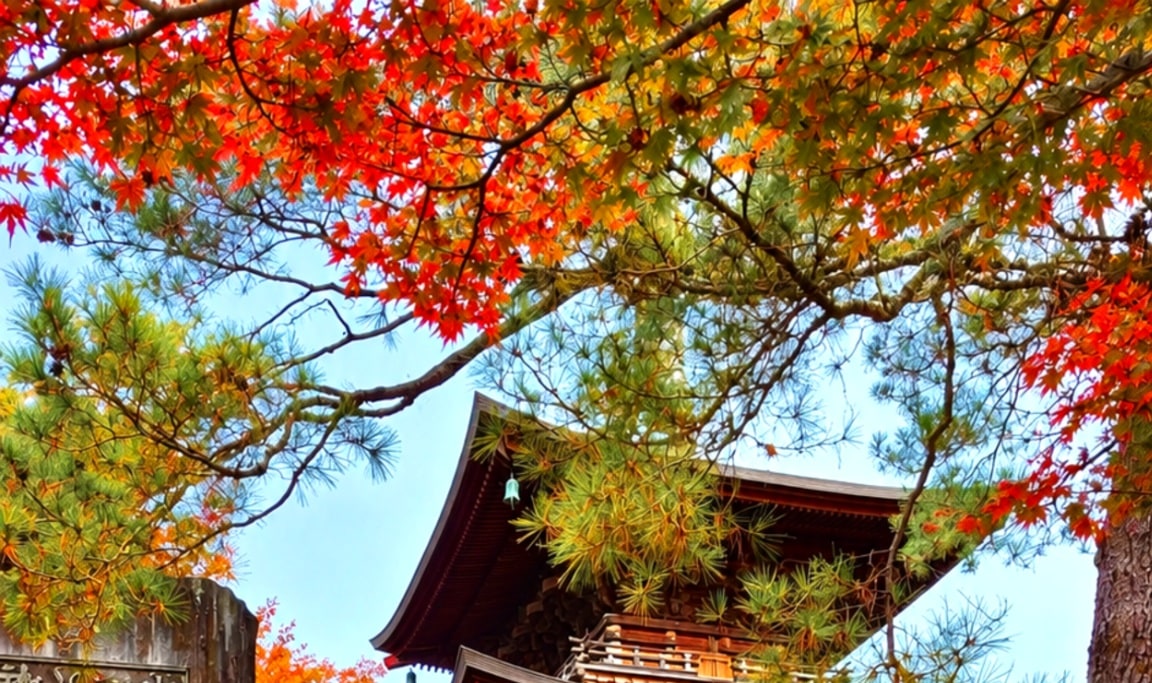 Tokyo Cat Cafe & Gotokuji Temple Half-Day Tour - Thumbnail 13